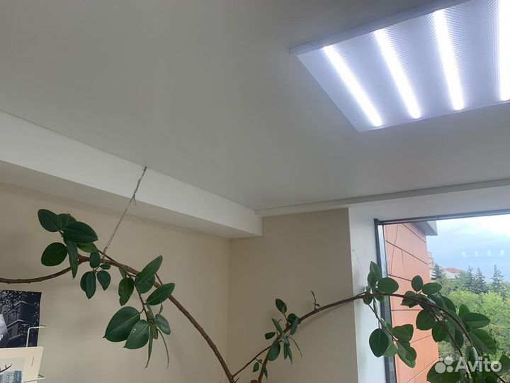 Отдам цветы в добрые руки