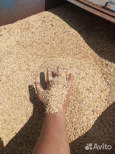 Продам рожь, ячмень