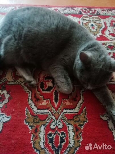 Кошка британка 5 лет. Отдаю. Потеряшка
