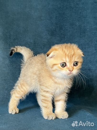 Котёнок девочка золотая вислоухая