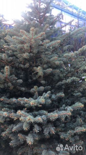 Ели голубые в горшках