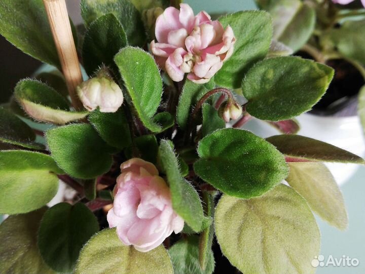 Фиалки - трейлеры