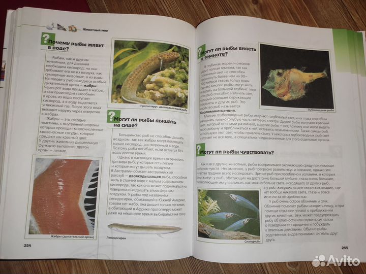 Энциклопедия