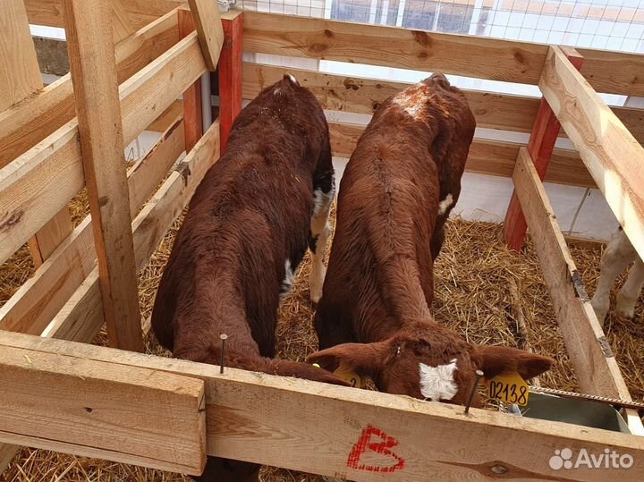 Крепкие бычки и телочки до 3 месяцев