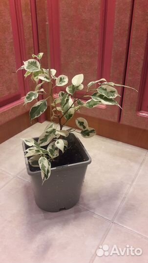 Комнатные растения цветы фикус