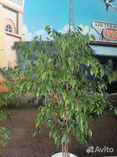 Фикусы бенджамина, юкка