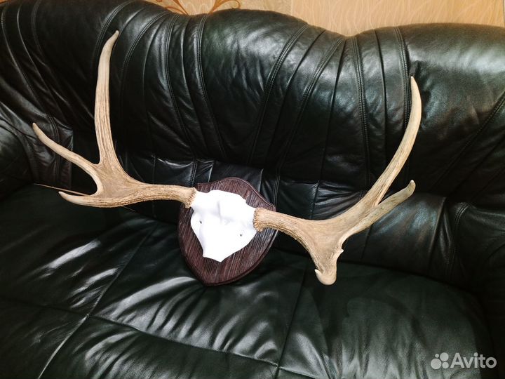 Рога на медальёне