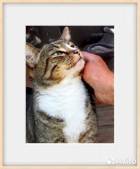 Зеленоглазый красотун в добрые руки