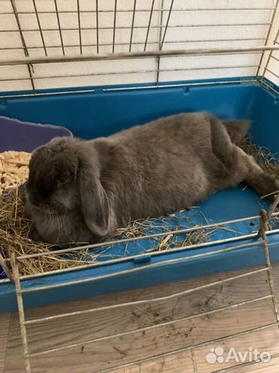 Декоративные кролики в добрые руки