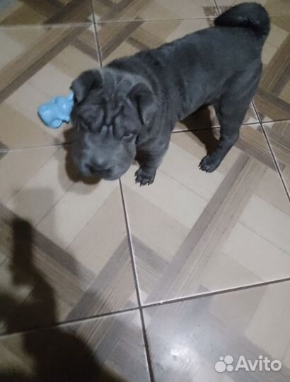 Щенки шарпей