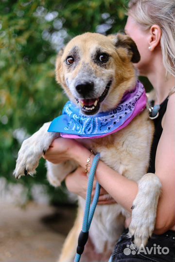 Мия-собаченька пушистая девчонка ищет дом