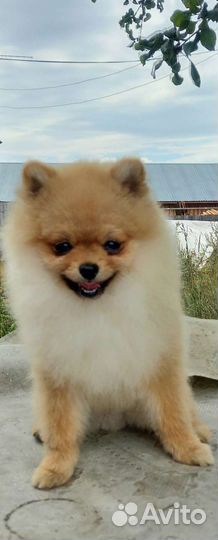 Померанский шпиц мини