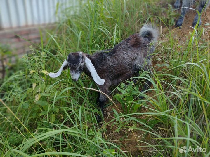 Шами козлята, козочки, козы