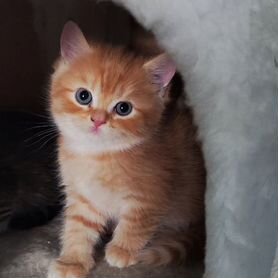 Шотландские котята шиншилята