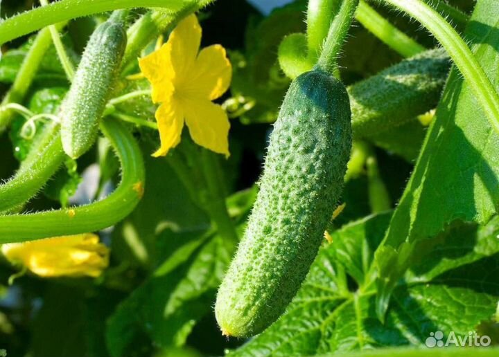 Огурцы свежие домашние