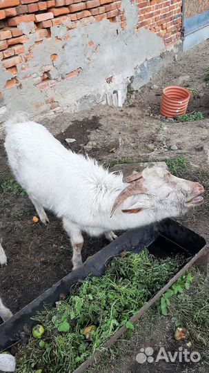 Козел на племя