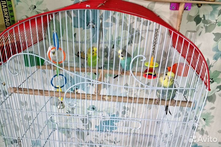 Волнистый попугай