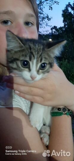 Котёнок