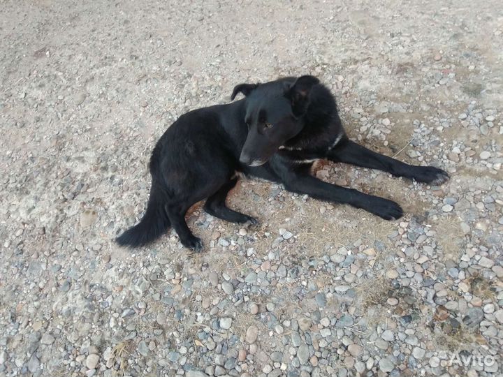 Дворянин. Умный пёс. Собака барабака