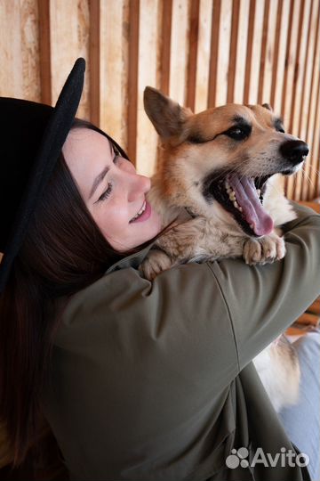 Фотосессия с корги