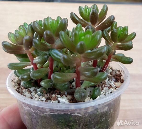 Седумы.Очитки. Суккуленты