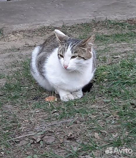 Кот, любящий людей и собак