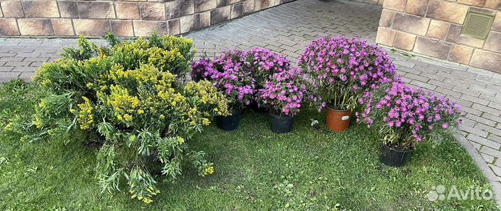 Многолетники Астра Золотарник