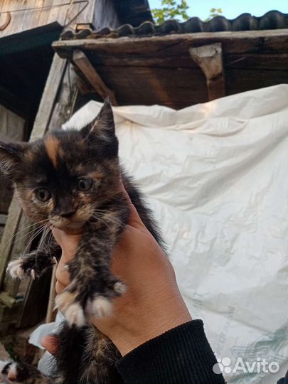 Кошка в дар