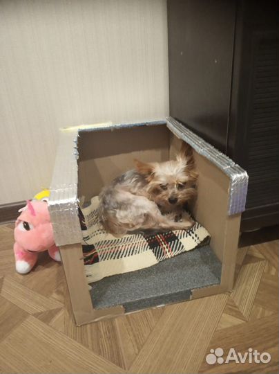 Йоркширский терьер мальчик