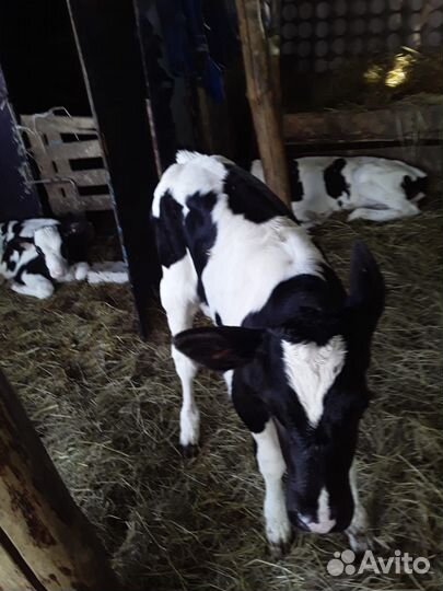 Бычки и телята