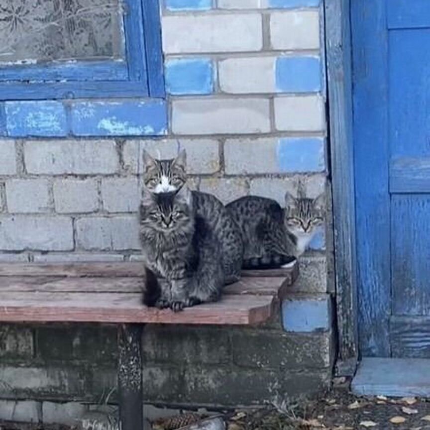 Котята ждут хозяина