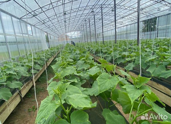 Тепличное хозяйство по выращиванию огурцов