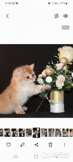 Кошки
