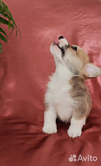 Вельш-корги пемброк