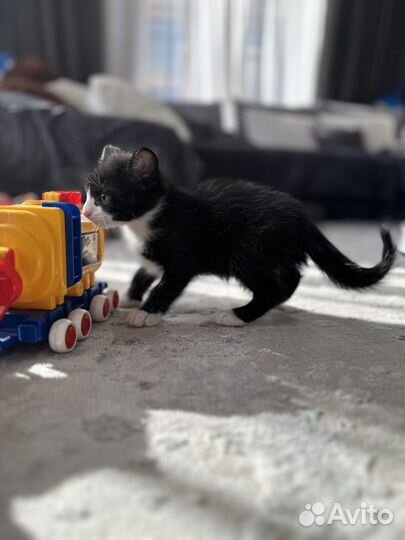 Отдам в добрые руки котят