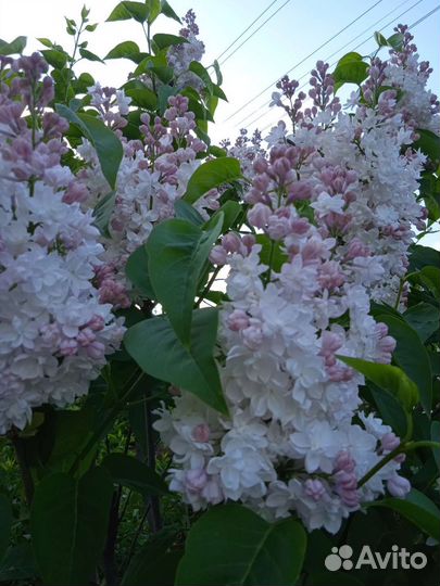 Саженцы сирени