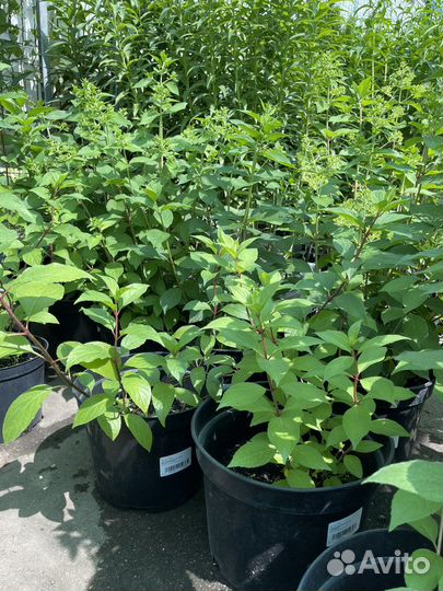 Гортензия саженцы