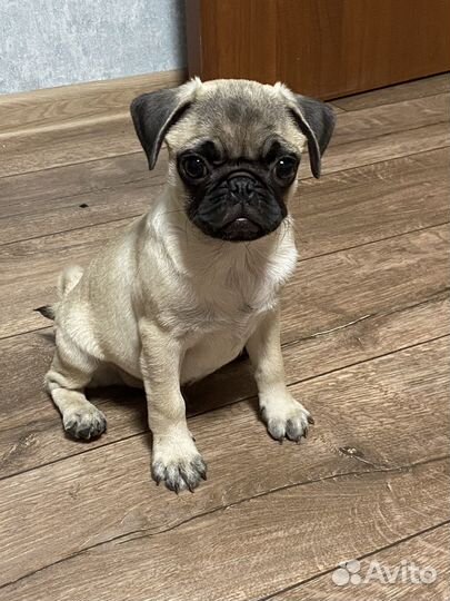 Щенки мопса