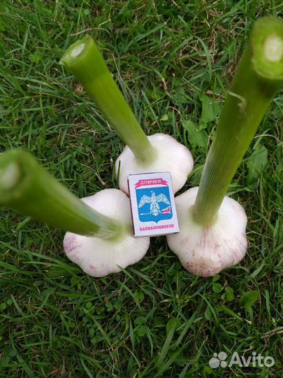 Чеснок на посадку