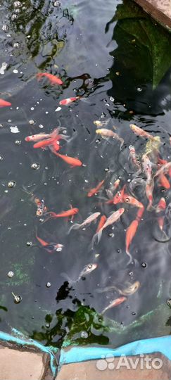 Прудовая рыба