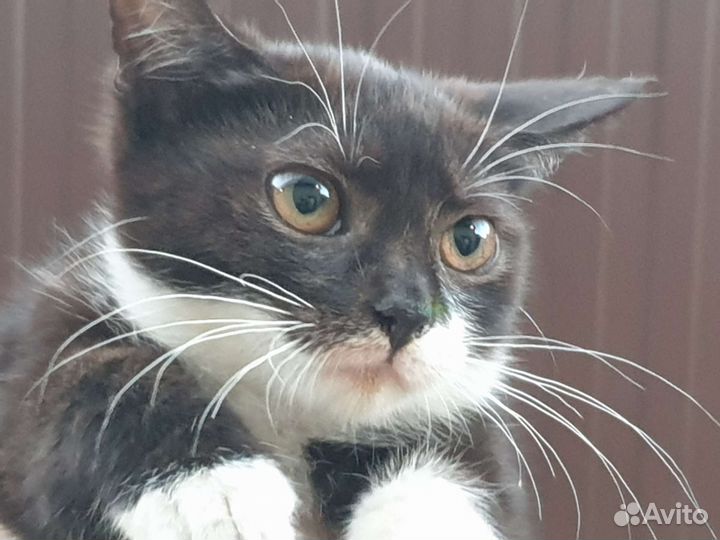 Кошка в дар