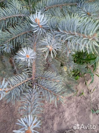 Ель голубая