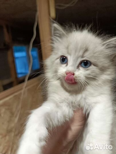 Котята ищут дом