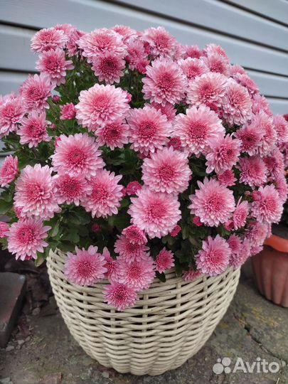 Хризантема Мультифлора