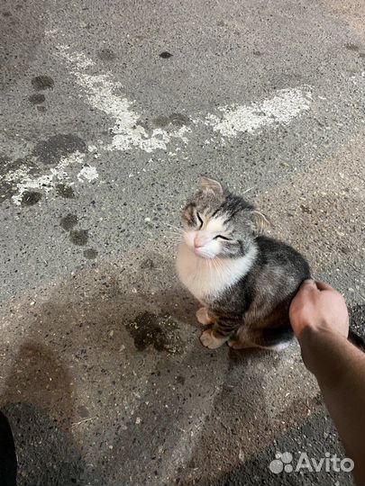 Вислоухий британец кот