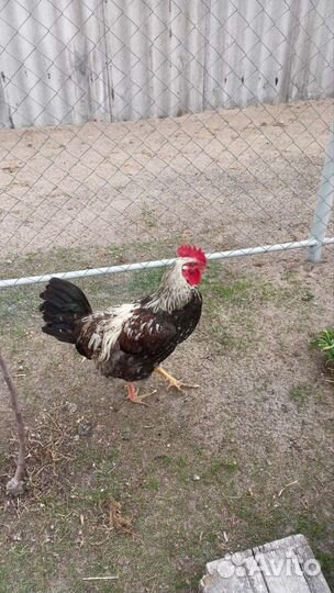 Десятимесячные петухи на продажу