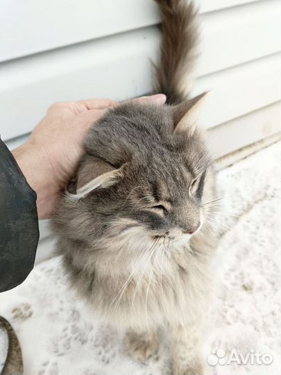 Котик Серый