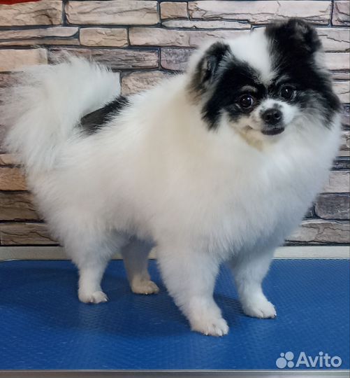 Грумер стрижка собак