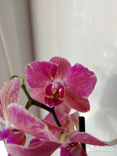 Орхидея фаленопсис Пират Пикотти ред