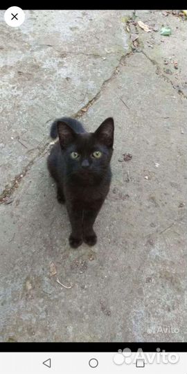 Отдам котят в добрые руки